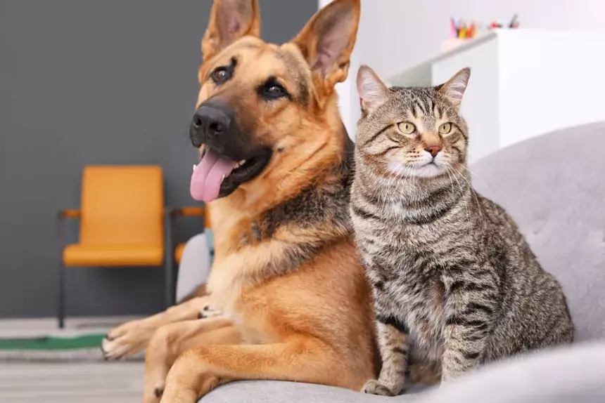 Vet-Móvel em Rio Negro terá serviços clínicos e vacinas gratuitas para cães e gatos